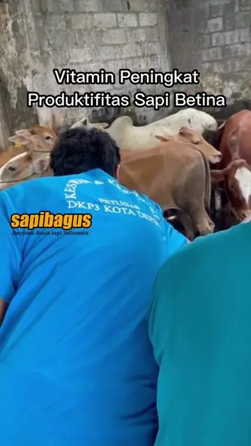 Vitamin-ADE-Peningkat-Produktifitas-Sapi-Betina